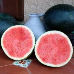 Harvest Moon Hybrid Seedless Watermelon Seeds -Botanical Bliss 52594 PK P1 2