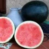Harvest Moon Hybrid Seedless Watermelon Seeds -Botanical Bliss 52594 pk p1