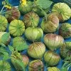 Purple Tomatillo Seeds 2 Purple Tomatillo Seeds -Botanical Bliss 52597 pk p1