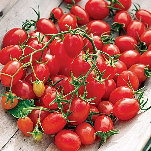 Fantastico Hybrid Grape Tomato Seeds 3 Fantastico Hybrid Grape Tomato Seeds