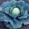 Stonehead Hybrid Cabbage Seeds -Botanical Bliss 52608