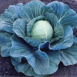 Stonehead Hybrid Cabbage Seeds (P) Pkt Of 100 Seeds