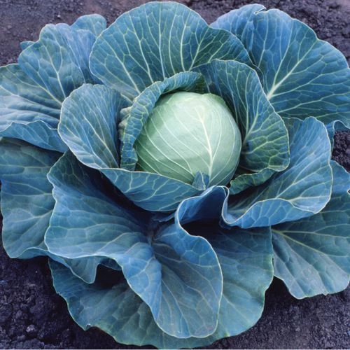 Stonehead Hybrid Cabbage Seeds 3 Stonehead Hybrid Cabbage Seeds