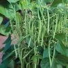 Mascotte French Filet Bush Bean Seeds -Botanical Bliss 52613 pk p1