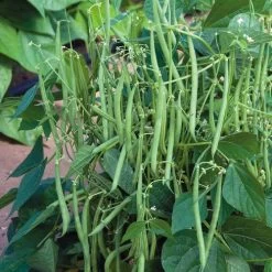 Mascotte French Filet Bush Bean Seeds