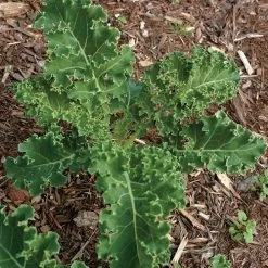 White Russian Kale Seeds