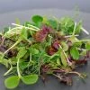 Rainbow Mix Microgreens Seeds 2 Rainbow Mix Microgreens Seeds -Botanical Bliss 52619 PK P1