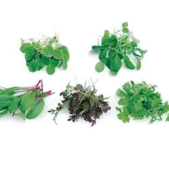 Rainbow Mix Microgreens Seeds 5 Rainbow Mix Microgreens Seeds -Botanical Bliss 52619 PK P1 1