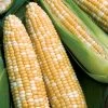 Obsession Hybrid Sweet Corn Seeds -Botanical Bliss 52622 PK P1