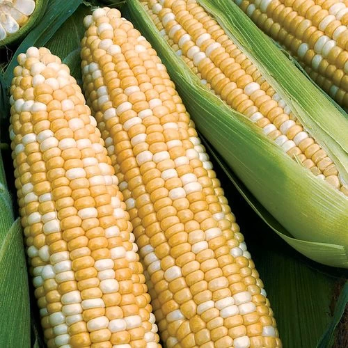 Obsession Hybrid Sweet Corn Seeds 3 Obsession Hybrid Sweet Corn Seeds