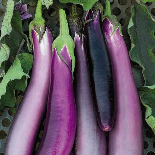 Comet Purple Hybrid Eggplant Seeds 3 Comet Purple Hybrid Eggplant Seeds