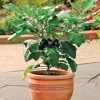 Patio Baby Hybrid Eggplant Seeds (P) Pkt Of 15 Seeds -Botanical Bliss 52625 pk p1