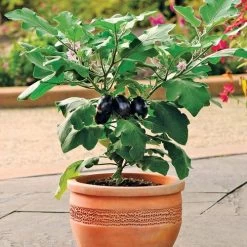 Patio Baby Hybrid Eggplant Seeds (P)Ā Pkt Of 15 Seeds