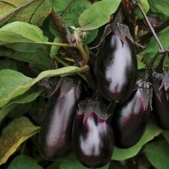 Patio Baby Hybrid Eggplant Seeds -Botanical Bliss 52625 1