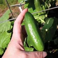 Baby Hybrid Cucumber Seeds