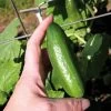 Baby Hybrid Cucumber Seeds (P) Pkt Of 10 Seeds -Botanical Bliss 52626 pk p1