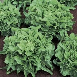 Sandy Lettuce Seeds (P) Pkt Of 1000 Seeds