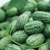 Cucamelon Mexican Sour Gherkin Seeds