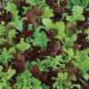 Micro Mini Greens Lettuce Seeds 2 Micro Mini Greens Lettuce Seeds -Botanical Bliss 52636