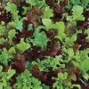 Micro Mini Greens Lettuce Seeds (P) Pkt Of 200 Seeds -Botanical Bliss 52636 PK P1