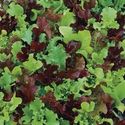 Micro Mini Greens Lettuce Seeds (P) Pkt Of 200 Seeds