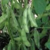 Midori Giant Bush Edamame Soybean Seeds 2 Midori Giant Bush Edamame Soybean Seeds -Botanical Bliss 52639 pk p1