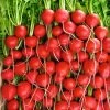 Rivoli Hybrid Radish Seeds -Botanical Bliss 52642 pk p1