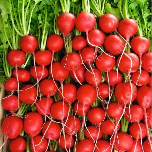 Rivoli Hybrid Radish Seeds 3 Rivoli Hybrid Radish Seeds