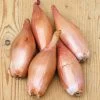 Zebrune Shallot Seeds 1 Zebrune Shallot Seeds -Botanical Bliss 52647 pk p1