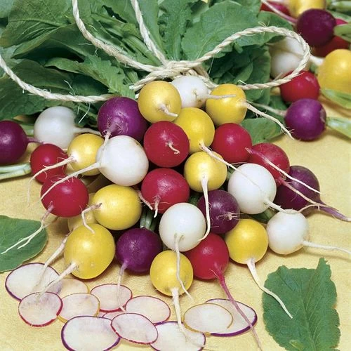 Park Seed Beauty Blend Radish Seeds 3 Park Seed Beauty Blend Radish Seeds