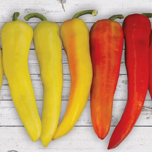 Sweet Sunset Hybrid Pepper Seeds 3 Sweet Sunset Hybrid Pepper Seeds