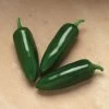 Jalafuego Hybrid Pepper Seeds -Botanical Bliss 52667