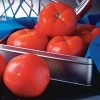 Rocky Top Tomato Seeds -Botanical Bliss 52678 PK 100