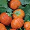 Turkish Orange Eggplant Seeds 2 Turkish Orange Eggplant Seeds -Botanical Bliss 52680 PK P1