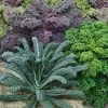 Garden Blend Organic Kale Seeds -Botanical Bliss 52682 pk p1