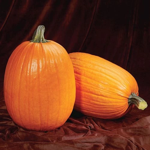Captain Jack Hybrid Pumpkin Seeds (P) Pkt Of 10 Seeds 3 Captain Jack Hybrid Pumpkin Seeds (P) Pkt Of 10 Seeds