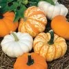 Mini Harvest Blend Pumpkin Seeds 1 Mini Harvest Blend Pumpkin Seeds -Botanical Bliss 52691 PK P1