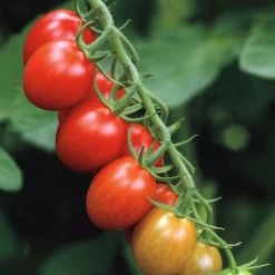 Sugar Rush Hybrid Grape Tomato Seeds