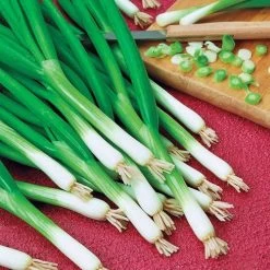 Warrior Bunching Onion Seeds 7 Warrior Bunching Onion Seeds -Botanical Bliss 52697 PK P1 2