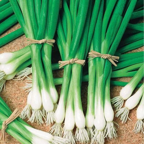 Warrior Bunching Onion Seeds 3 Warrior Bunching Onion Seeds