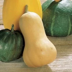 Waltham Organic Butternut Squash Seeds