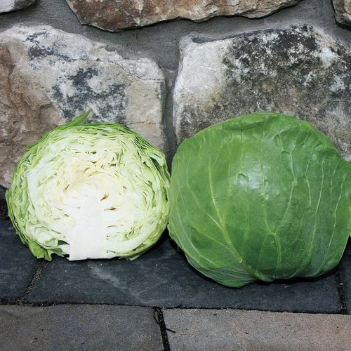 Katarina Hybrid Cabbage Seeds 3 Katarina Hybrid Cabbage Seeds