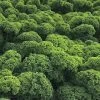 Prizm Hybrid Kale Seeds -Botanical Bliss 52708