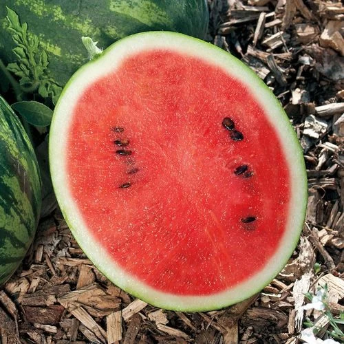 Mini Love Hybrid Watermelon Seeds 4 Mini Love Hybrid Watermelon Seeds - Image 2
