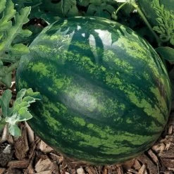 Mini Love Hybrid Watermelon Seeds 7 Mini Love Hybrid Watermelon Seeds -Botanical Bliss 52724 PK P1 2