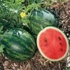 Mini Love Hybrid Watermelon Seeds 1 Mini Love Hybrid Watermelon Seeds -Botanical Bliss 52724 pk p1