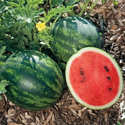 Mini Love Hybrid Watermelon Seeds 3 Mini Love Hybrid Watermelon Seeds