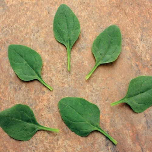 Baby Leaf Riverside Spinach Seeds (P) Pkt Of 200 Seeds 4 Baby Leaf Riverside Spinach Seeds (P) Pkt Of 200 Seeds - Image 2