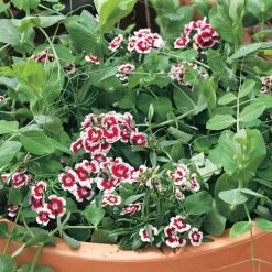 Patio Pride Organic Pea Seeds -Botanical Bliss 52739 PK P1 2