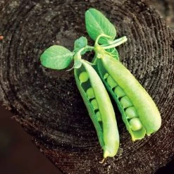 Patio Pride Organic Pea Seeds -Botanical Bliss 52739 PK P1 3